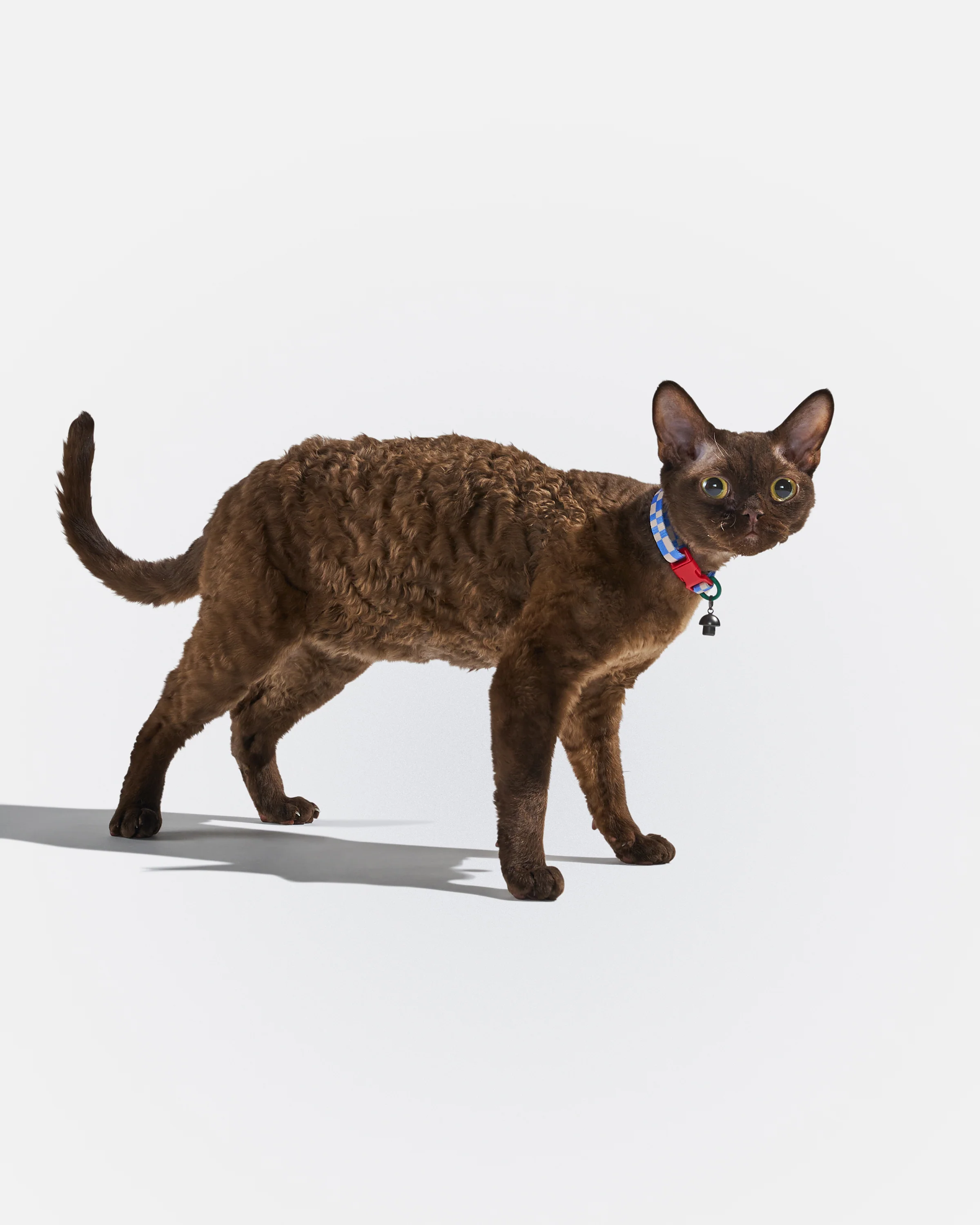 Breakaway Cat Collar - Image 2