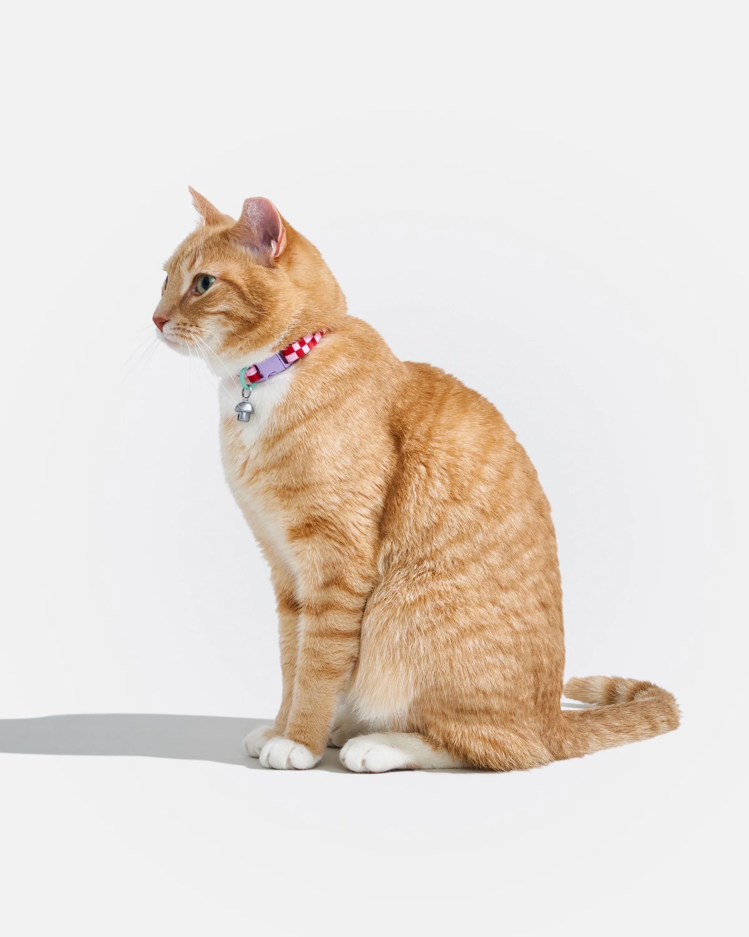 Breakaway Cat Collar - Image 20