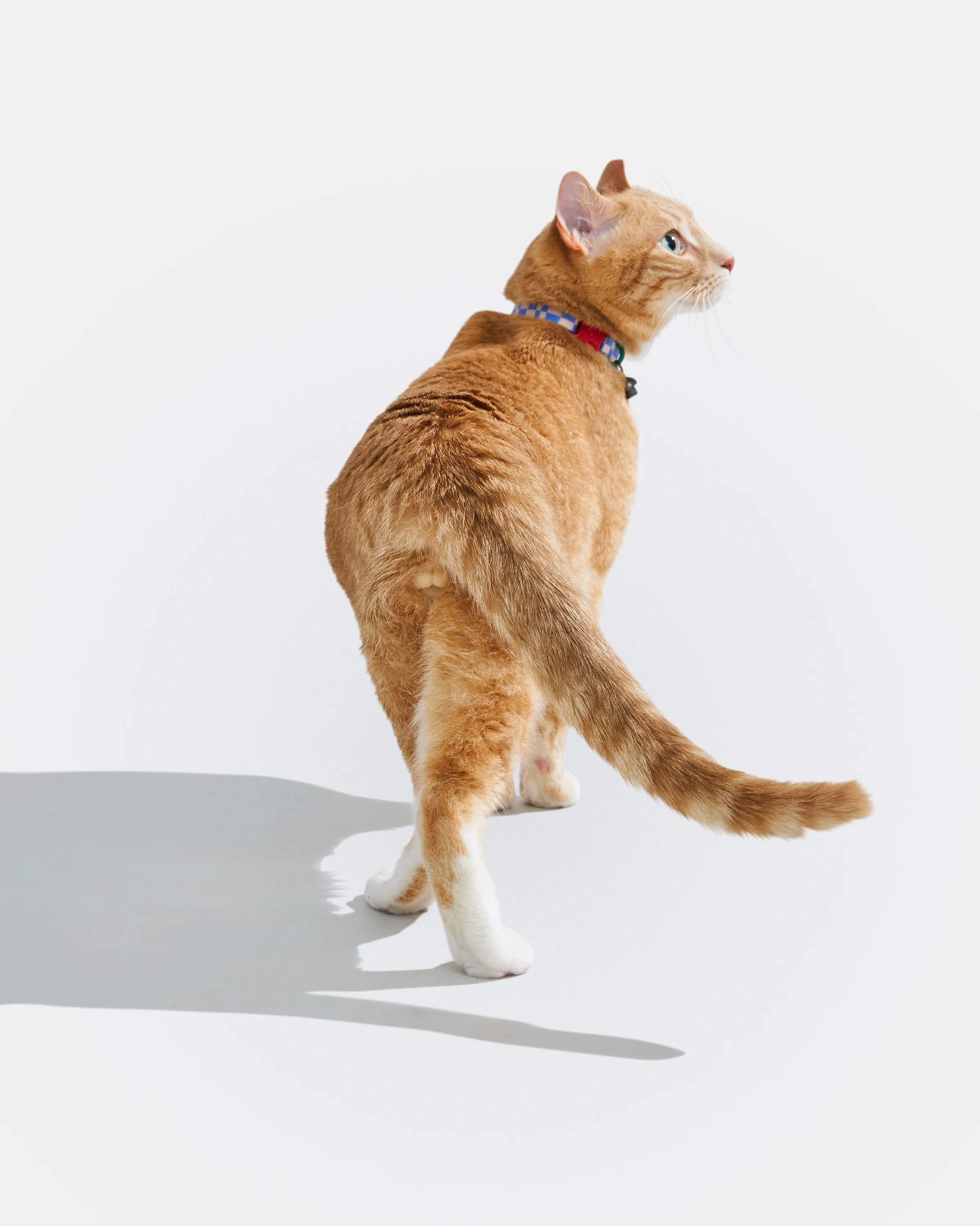 Breakaway Cat Collar - Image 27
