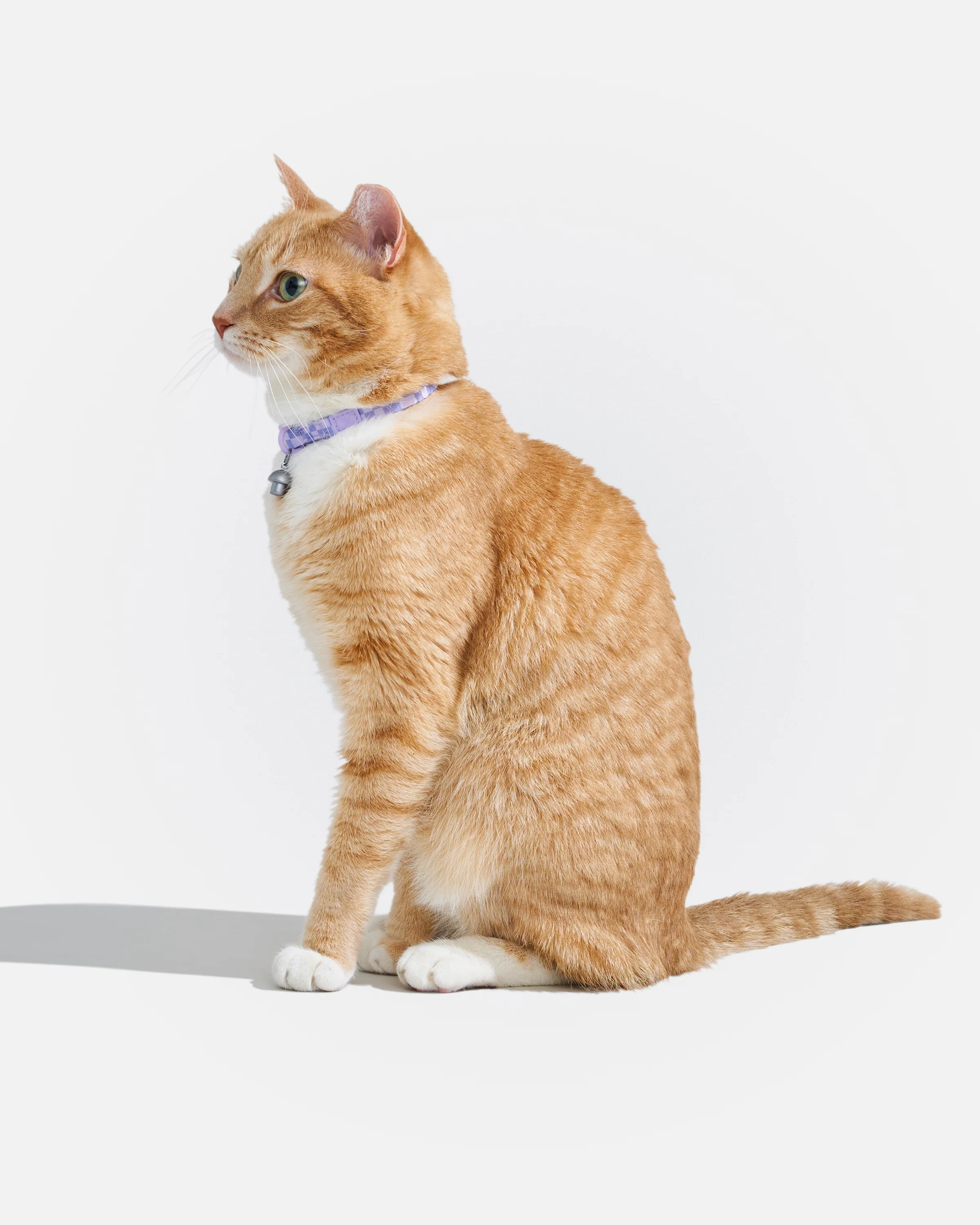 Breakaway Cat Collar - Image 28