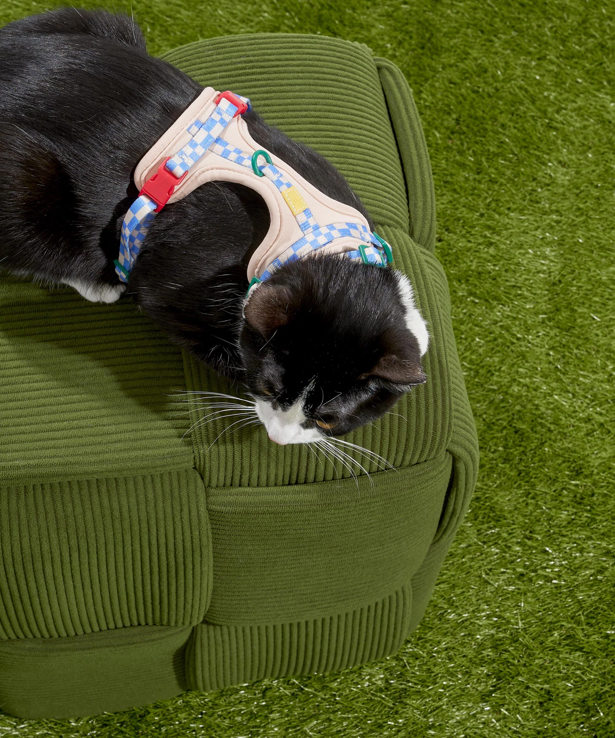 Cat Harness & Leash + Collar Kit - Image 6