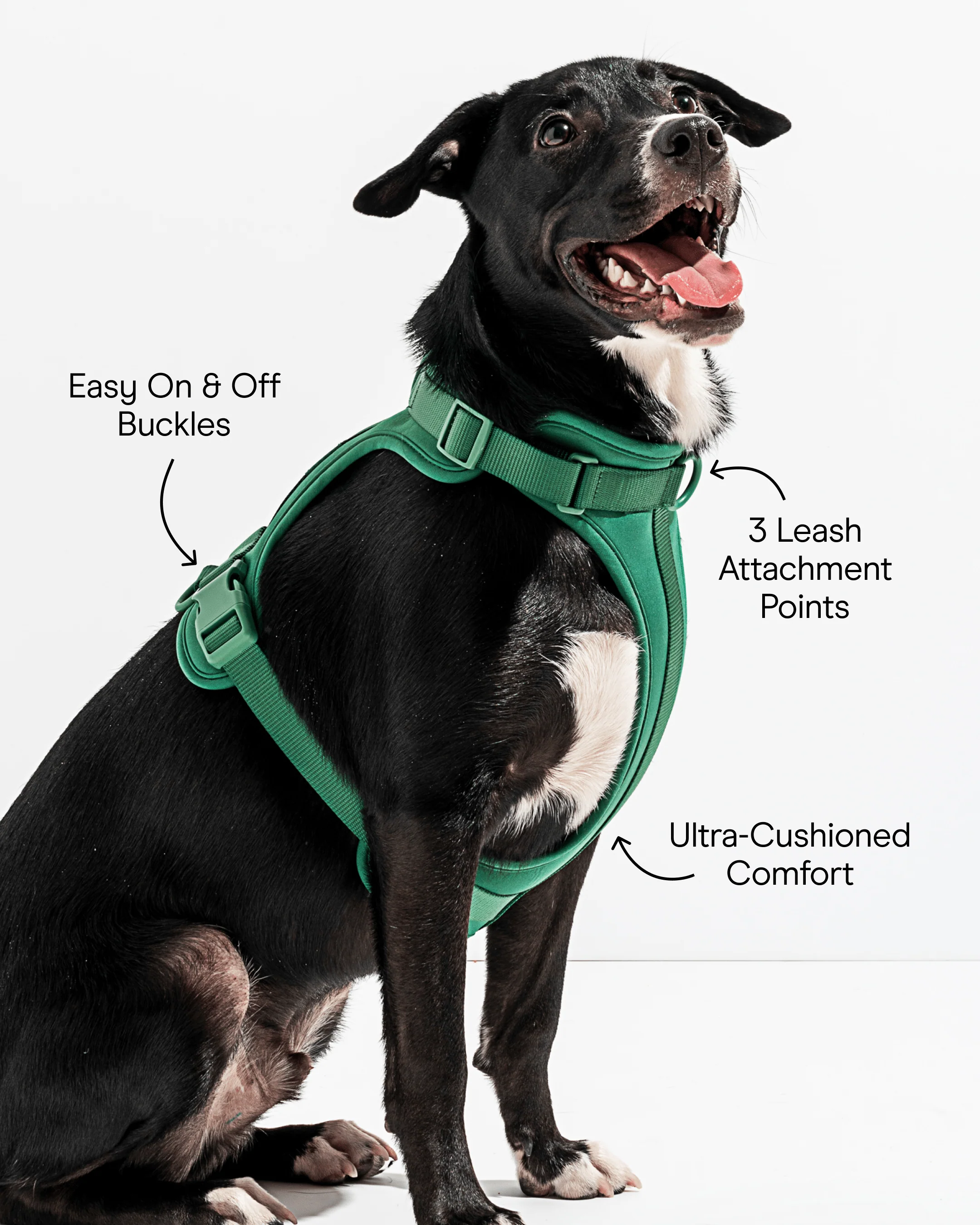Cushioned Dog Harness - Image 14
