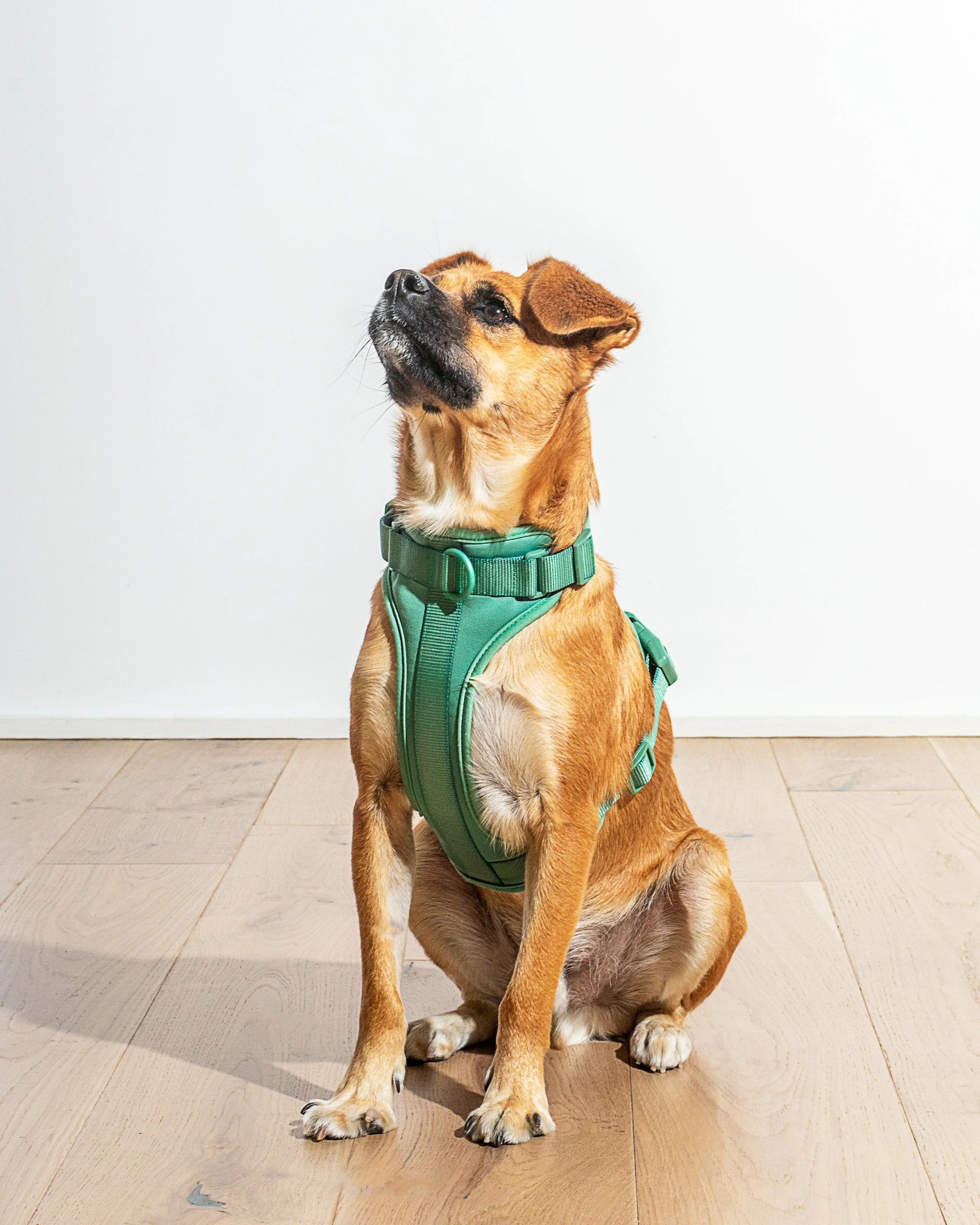 Cushioned Dog Harness - Image 15
