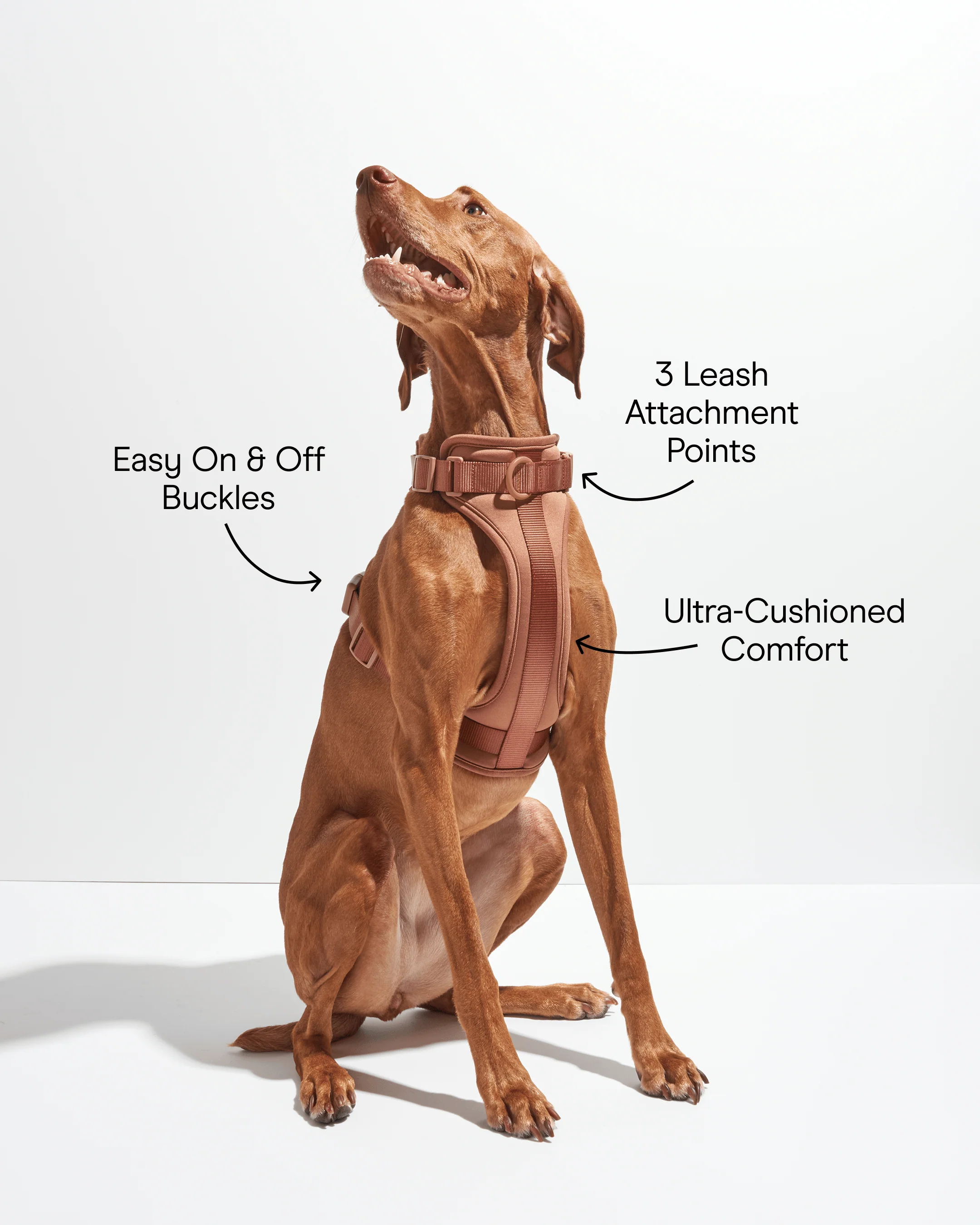 Cushioned Dog Harness - Image 22