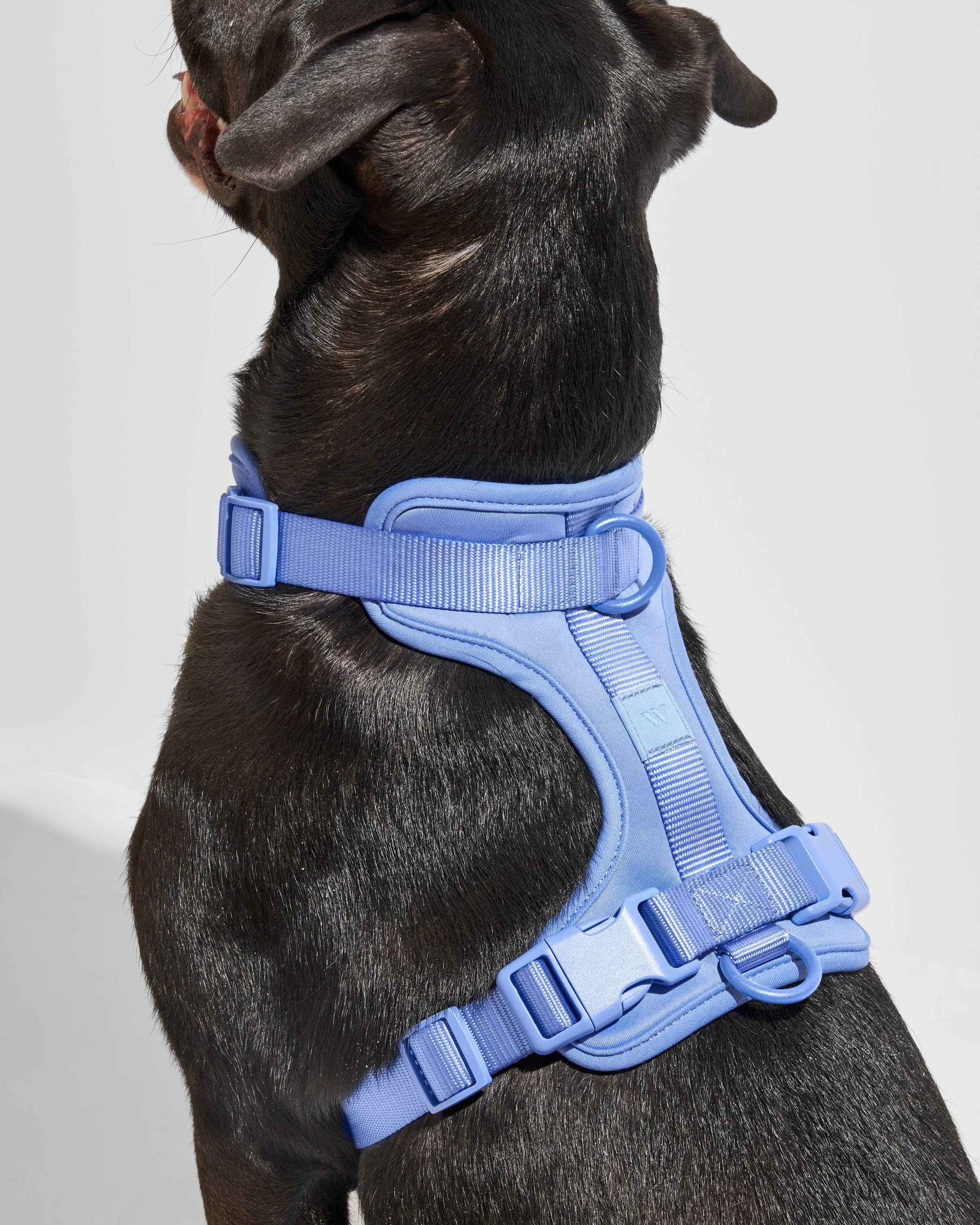 Cushioned Dog Harness - Image 30