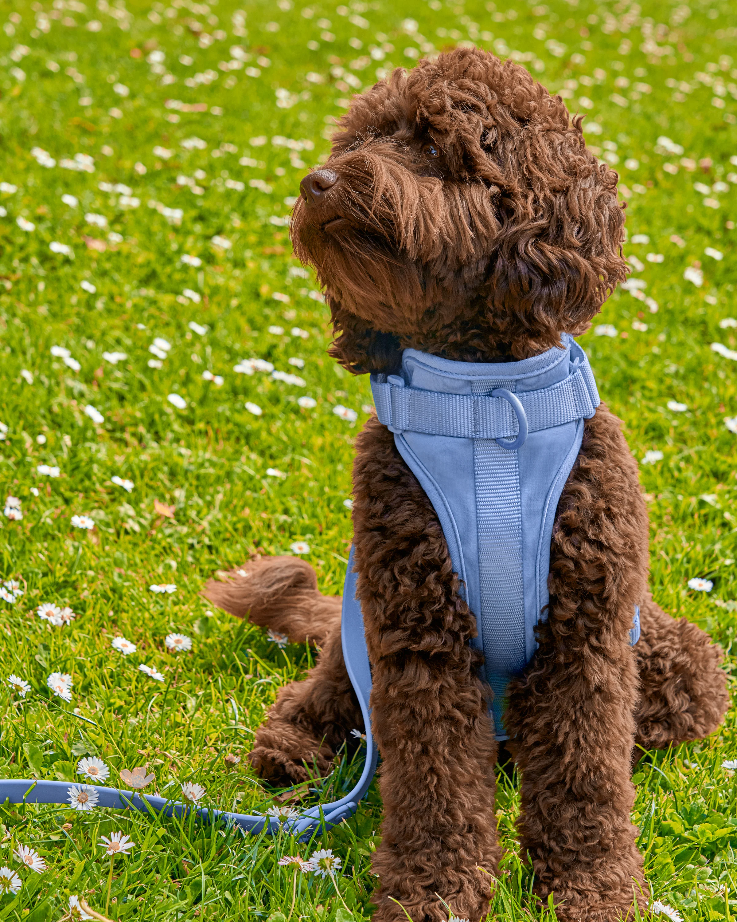 Cushioned Dog Harness - Image 35