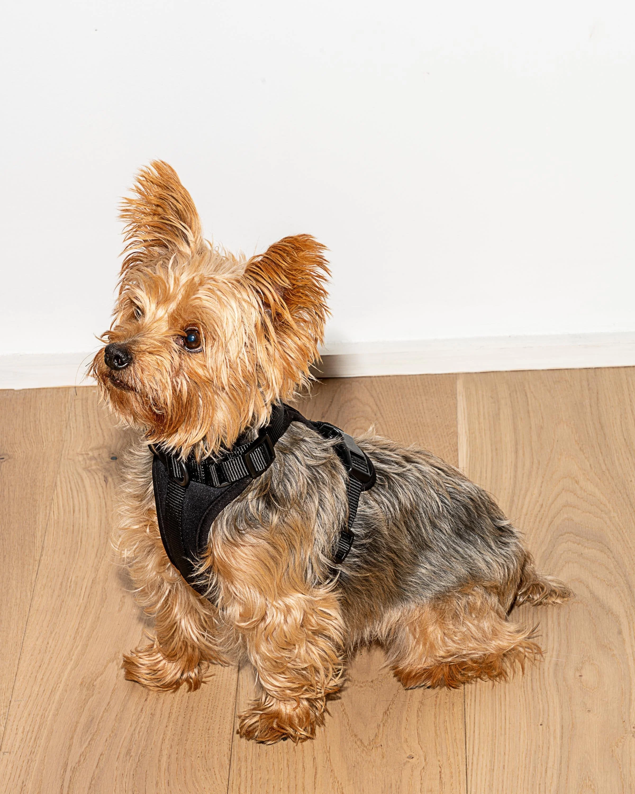 Cushioned Dog Harness - Image 49