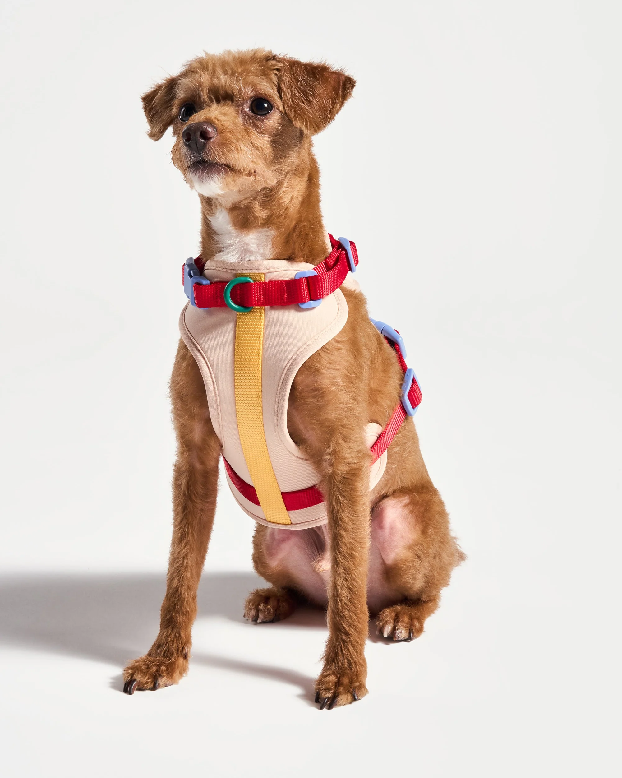 Cushioned Dog Harness - Image 8