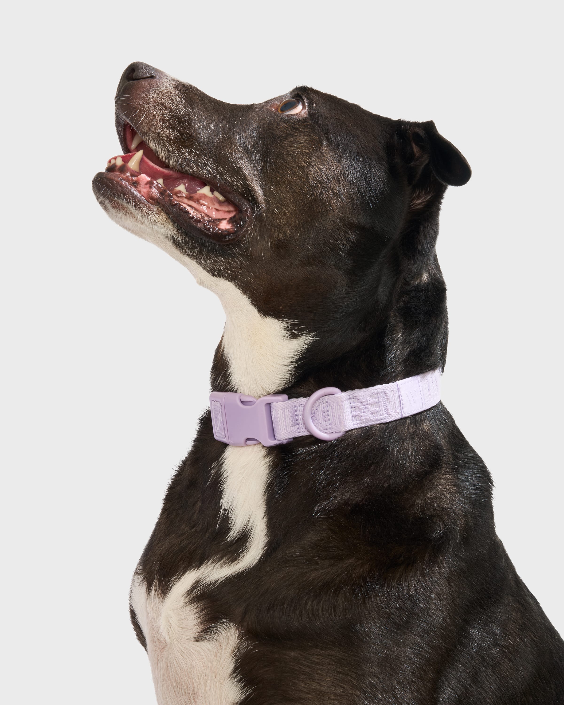 Quick-Release Collar + Waterproof Leash Walk Kit - Image 4