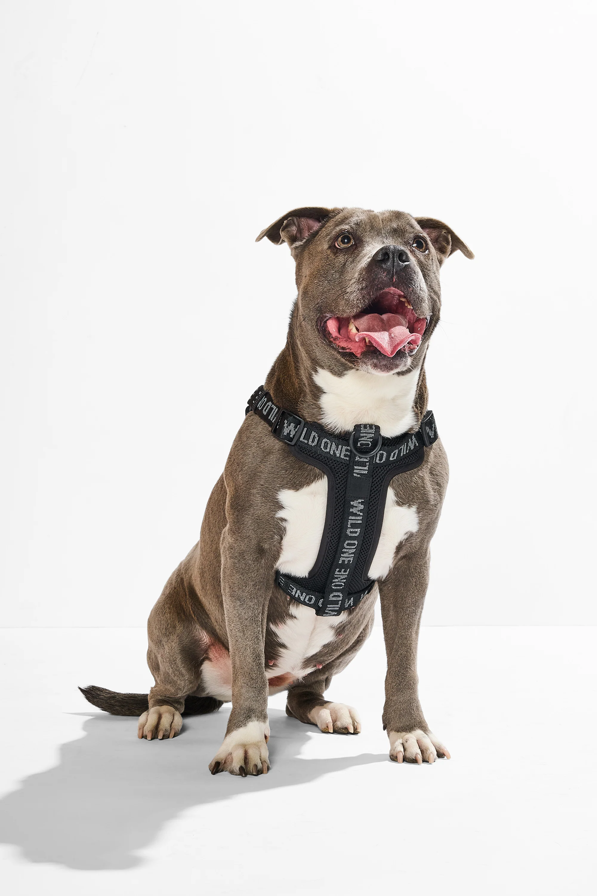 Step-In Dog Harness - Image 17
