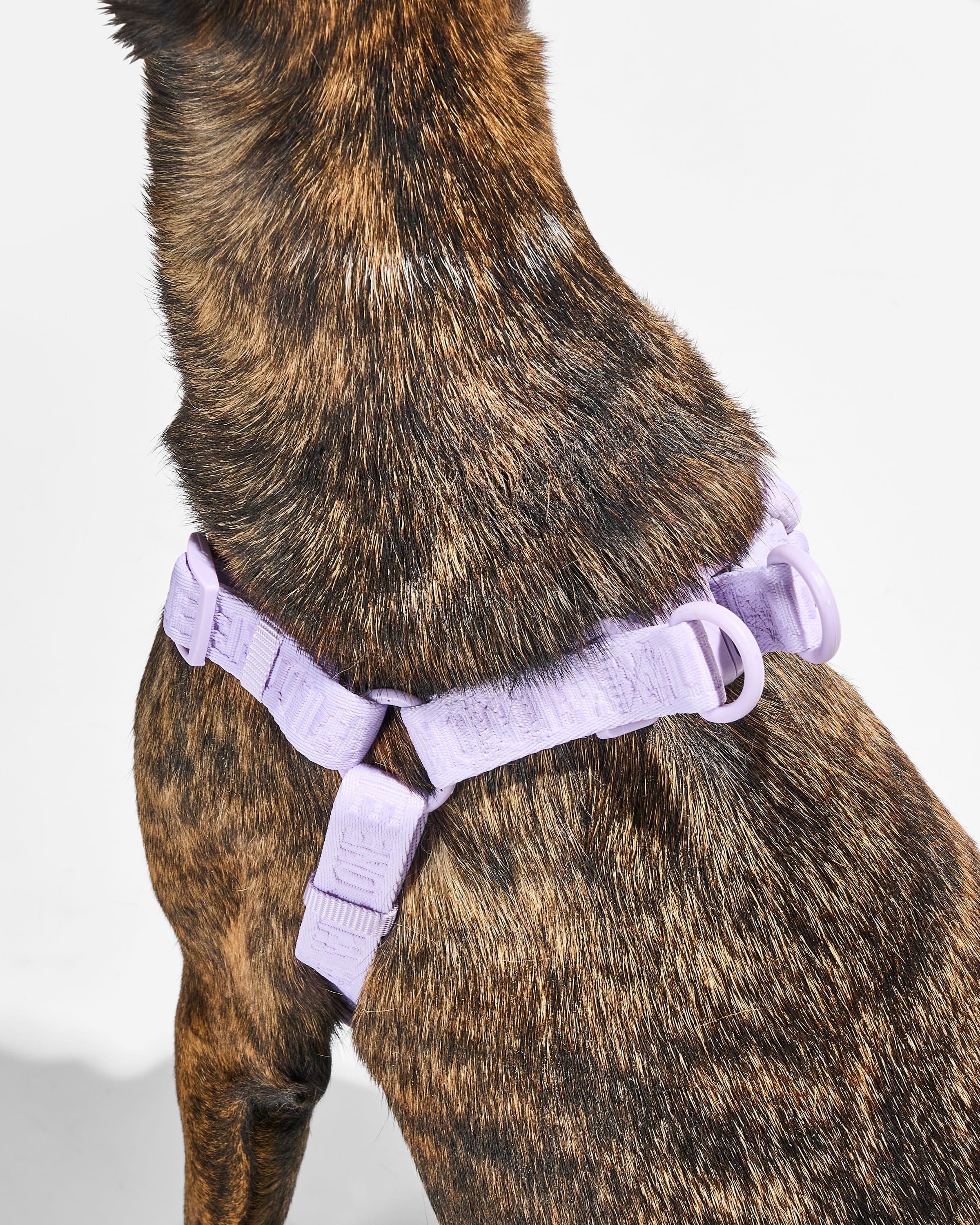 Step-In Dog Harness - Image 24