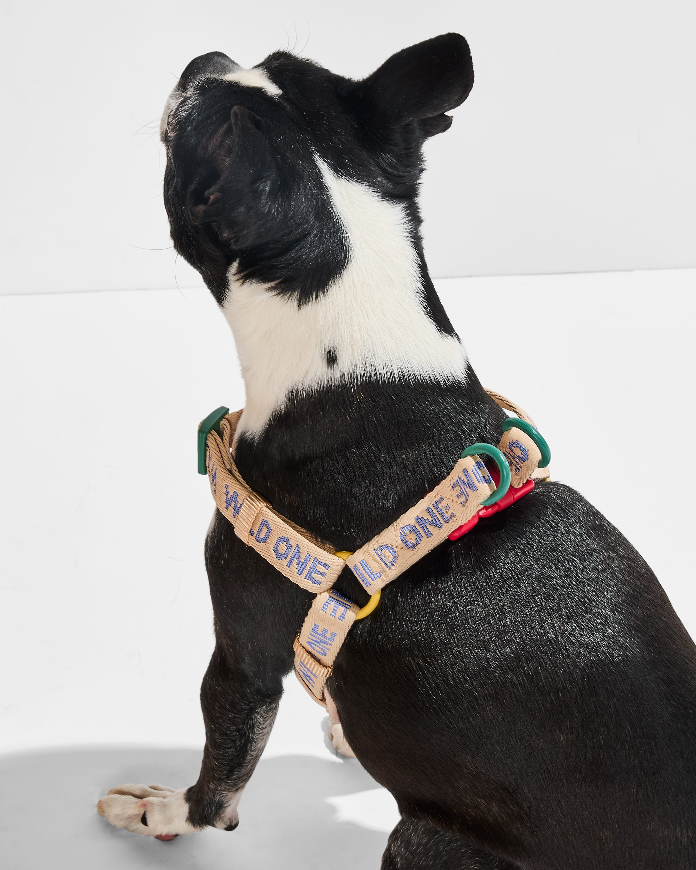 Step-In Dog Harness - Image 5