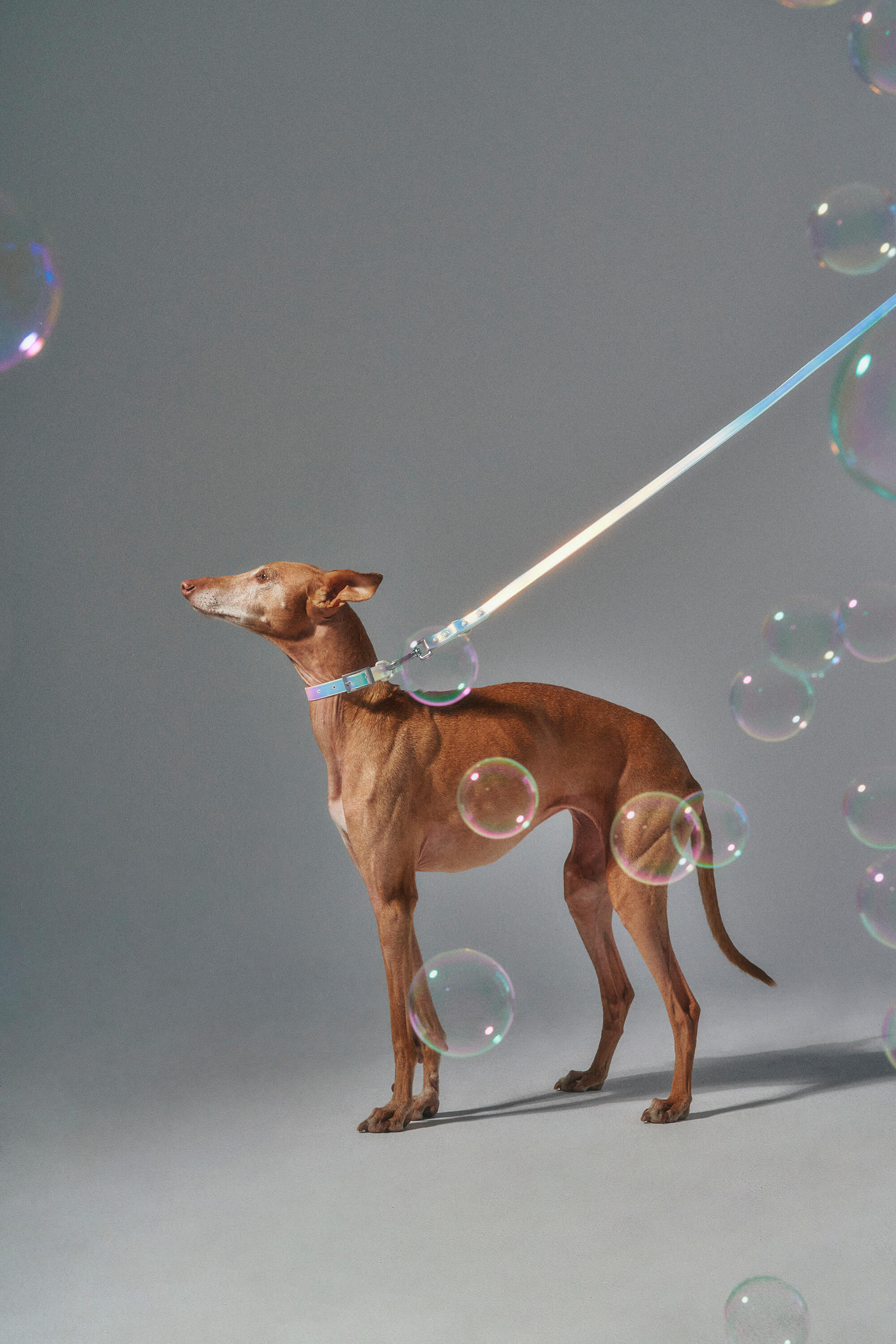 Waterproof Dog Collar - Image 101