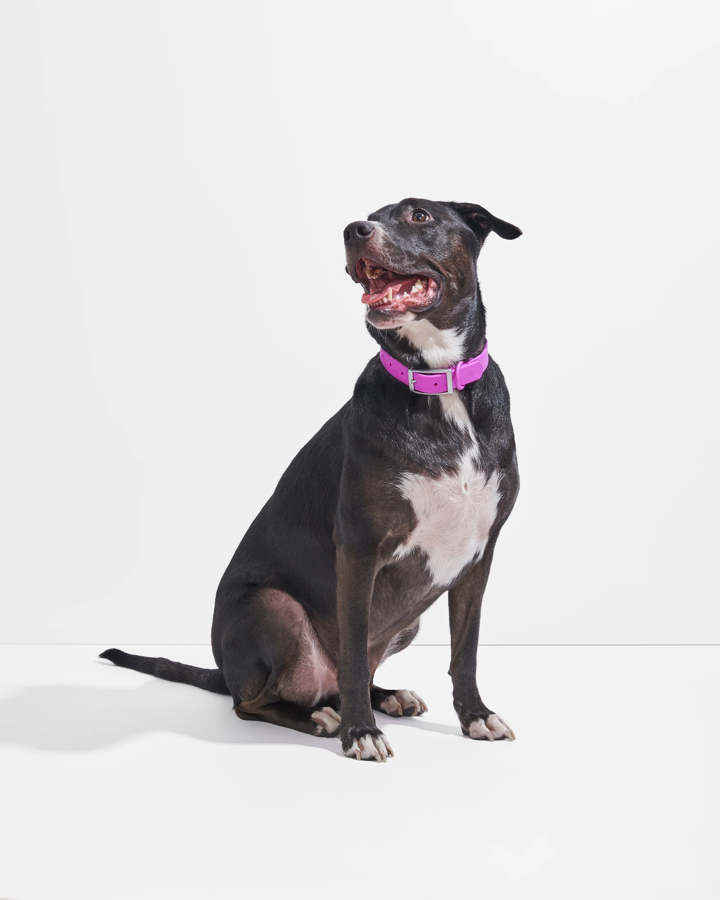 Waterproof Dog Collar - Image 19