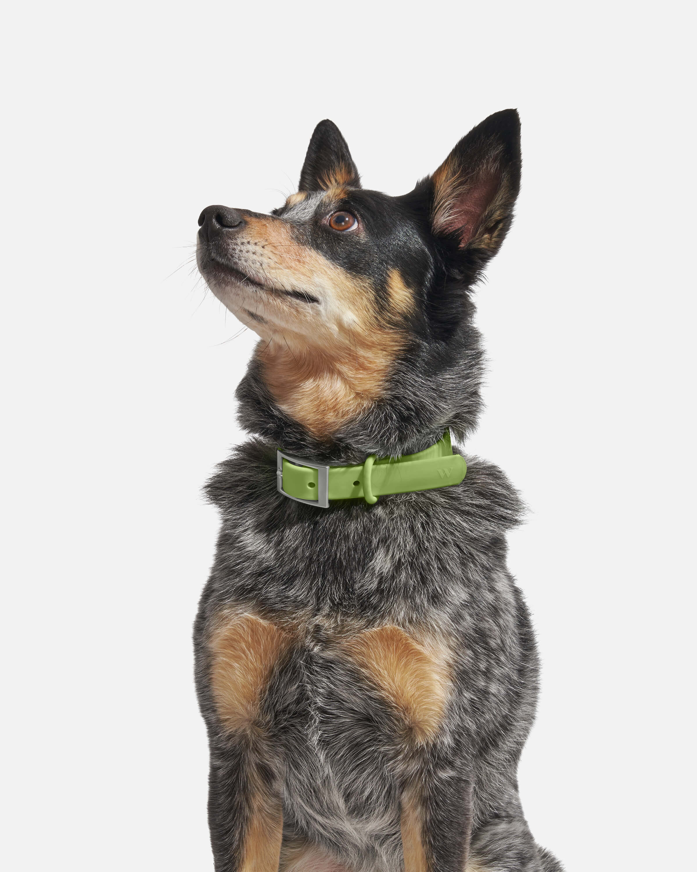 Waterproof Dog Collar - Image 23